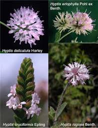 Image result for Hyptis