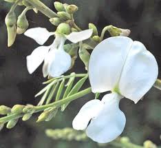 Image result for Tephrosia pentaphylla