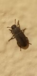 Check spelling or type a new query. Little Black Beetles In Apartment Arizona