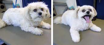 Hours may change under current circumstances Mobile Dog Grooming Cuts Time And Fur Healthy Paws Pet Insurance