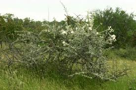 Image result for Catophractes alexandri