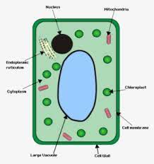 Animal and plant cells gcse worksheet. Plant Cell Plant Cell Structure Gcse Transparent Png 450x479 Free Download On Nicepng