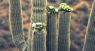 Saguaro cacti grow at lower altitudes due to their intolerance of cold temperatures or extended periods of frost. Arizona State Flower Saguaro Proflowers Blog