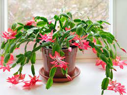 Unlike most plants, christmas cactus should be repotted after the blooming ends (i.e. How To Grow And Care For Christmas Cactus Lovethegarden