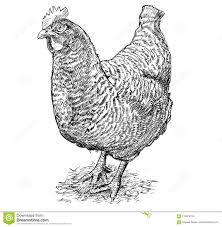Black And White Hen Pin On Gd1 Pt5 Ex7