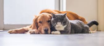 Pet is listed in the world's largest and most authoritative dictionary database of abbreviations and acronyms the free dictionary Animals Pets City Of Grande Prairie