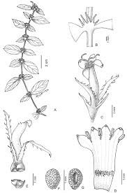 Image result for Mitracarpus