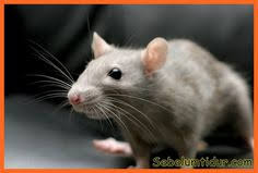 Leptospirosis atau penyakit kencing tikus adalah jangkitan bakteria yang menyebabkan simptom apakah jenis penawar kencing tikus ▼ ▲. Sebelumtidur Com