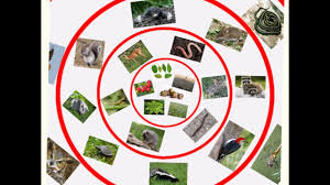 From vegan diets to the truth about sugar: Forest Food Web Youtube