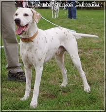 Image result for dalmatin