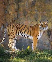 These subspecies are the bengal tiger, south china tiger, indochinese tiger, sumatran tiger and amur tiger. Animals With Stripes Mom Com
