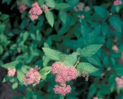 Image result for Spiraea bumalda