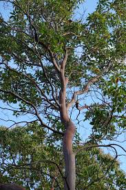 Image result for Andrachne ovalis