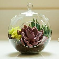 Arcadia Hanging Terrarium Large Globe Perfect Diy Succulent Kit Shopsucculents Succulent Terrarium Terrarium Terrariums Kits