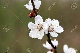 Flowers near me open early. Close Up Of Pear Flowers Flowers Open In Early Spring Background Is Fuzzy Nominal So The Principal Part Is Outstanding Stock Photo Picture And Royalty Free Image Image 7031233