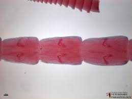 Dipylidium caninum is a common tapeworm of dogs and cats, but is occasionally found in humans. Dipylidium Sp Tapeworms Monster Hunter S Guide To Veterinary Parasitology