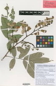 Image result for Platysepalum