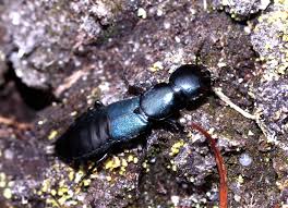 Blue Rove Beetle Ocypus Ophthalmicus Staphylinidae Beetle Insects Beetle Bug
