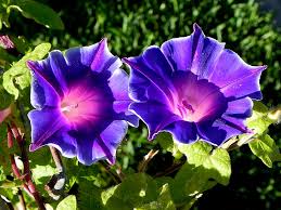 Image result for Ipomoea kituiensis