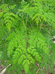 Image result for Moringa oleifera