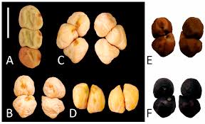 Image result for Cicer arietinum