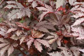 Check spelling or type a new query. 6052 25 Hibiscus Mahogany Splendor Jpg Proven Winners
