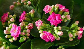 How To Care For A Kalanchoe Blossfeldiana Plant