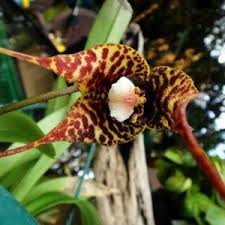 Image result for Podangis dactyloceras