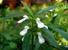 Image result for Leucas