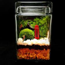 Pin On Terrarium