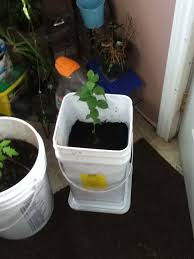 Pin On Gardening