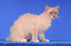 LaPerm Cat Breed Information - GoKitty