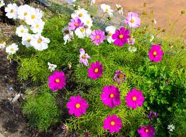 Where to plant cosmos in garden. How To Plant Cosmos Flower In Your Garden Tricks To Care