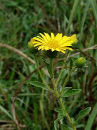 Image result for Heteropyxidaceae