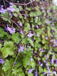 Wild small purple flowers uk. A Tiny Trailing Purple Urban Wildflower From The Uk Any Ideas Plantidentification
