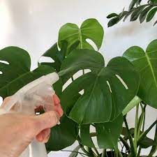 It supposedly increases humidity. if you really want to grow plants that need higher humidity, there are several options open to you. Misting Indoor Plants Why It Really Works My Tasteful Space