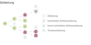 Von oliver klein, katja belousova. Krebsentstehung Ursachen Risikofaktoren Statistik Pflege De