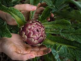 Plants will be shipped at the proper planting time for your area of the country using the shipping timeframes outlined below. Growing Artichokes Wilco Farm Stores