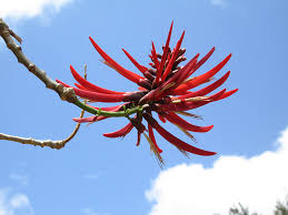 Image result for Erythrina baumii