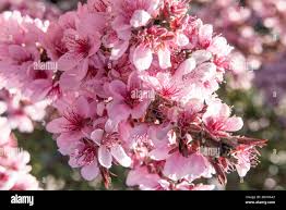 Image result for Rosaceae