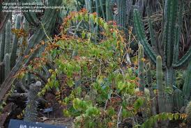 The areoles each contain 2 to 3 spines, giving it the appearance of a unlike many other plants in your garden, pereskia requires full sun and won't get sunburn even in intense direct sunlight. Plantfiles Pictures Pereskia Species Barbados Gooseberry Blade Apple Cactus Lemonvine Rose Cactus Pereskia Aculeata By Palmbob