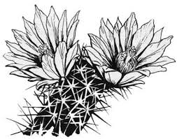 Cactus flowers echinopsis tubiflora, selective focus, black background. Saguaro Cactus Flower Cactus Drawing Cactus