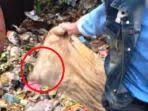 Maybe you would like to learn more about one of these? Pria Panik Cari Bantal Lapuk Di Penampungan Sampah Ternyata Isinya Bukan Kapuk Melainkan Ini Tribunnews Bogor
