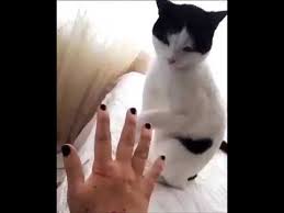 Sahibini Tirmalayan Jiletci Kedi Youtube 2020 Kedi Youtube