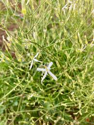 Image result for Clematis uhehensis
