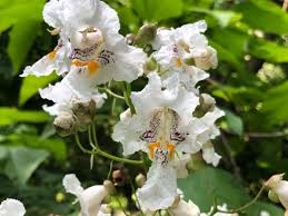 Image result for Catalpa