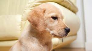 This breed is an excellent companion for most families. Goldador Breed Information The Golden Retriever Lab Mix