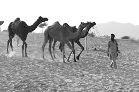 Image result for group of animals together