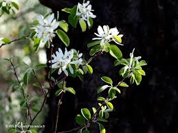 Image result for Amelanchier ovalis