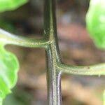 Image result for Blotiella glabra